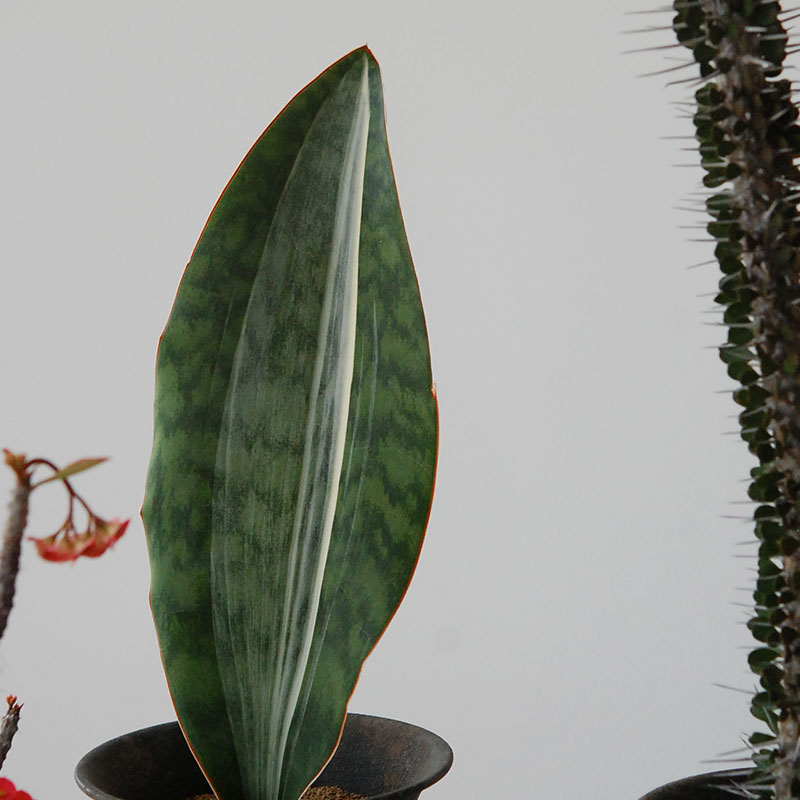 Succulent x アイアンゴブレット