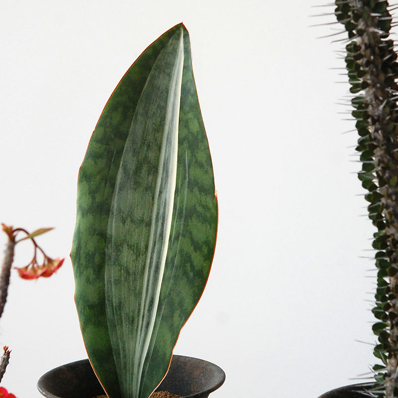 Succulent x アイアンゴブレット