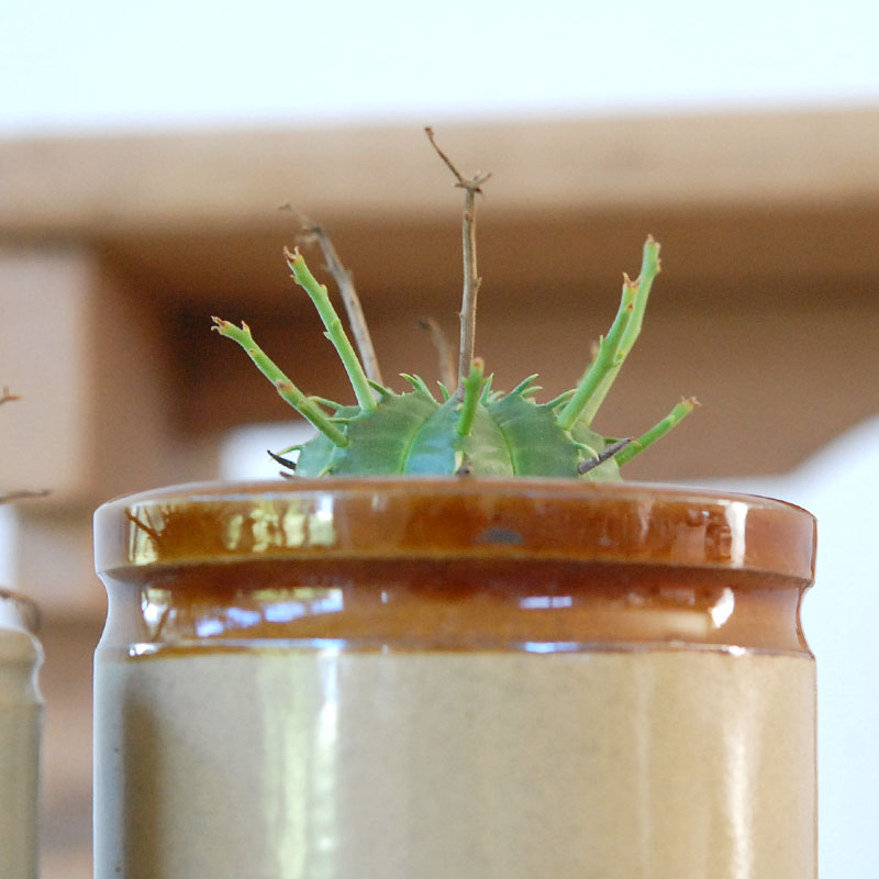 Euphorbia バリダ x antique イギリスジャー