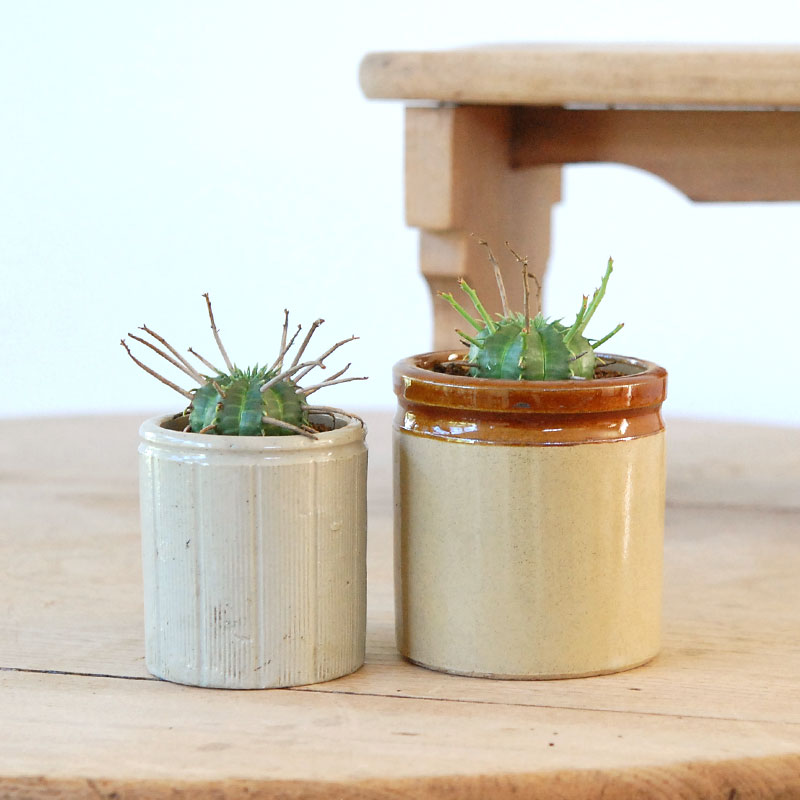 Euphorbia バリダ x antique イギリスジャー