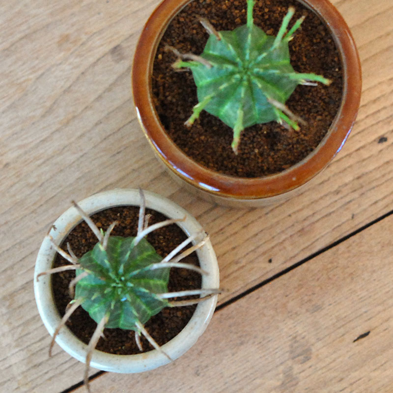 Euphorbia バリダ x antique イギリスジャー