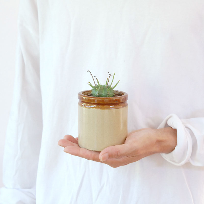 Euphorbia バリダ x antique イギリスジャー