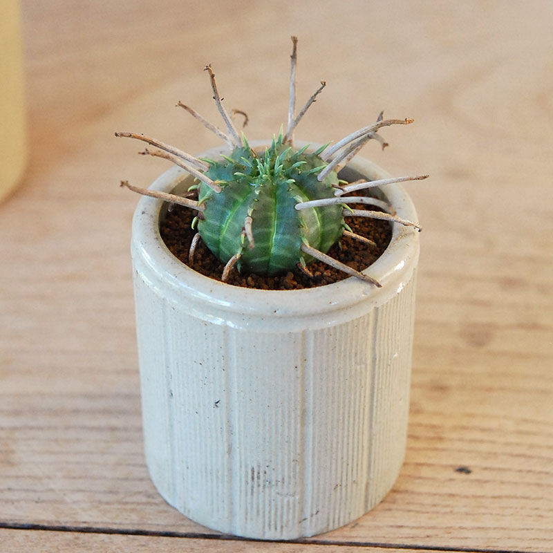 Euphorbia バリダ x antique イギリスジャー