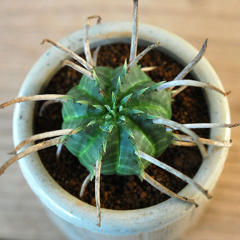 Euphorbia バリダ x antique イギリスジャー