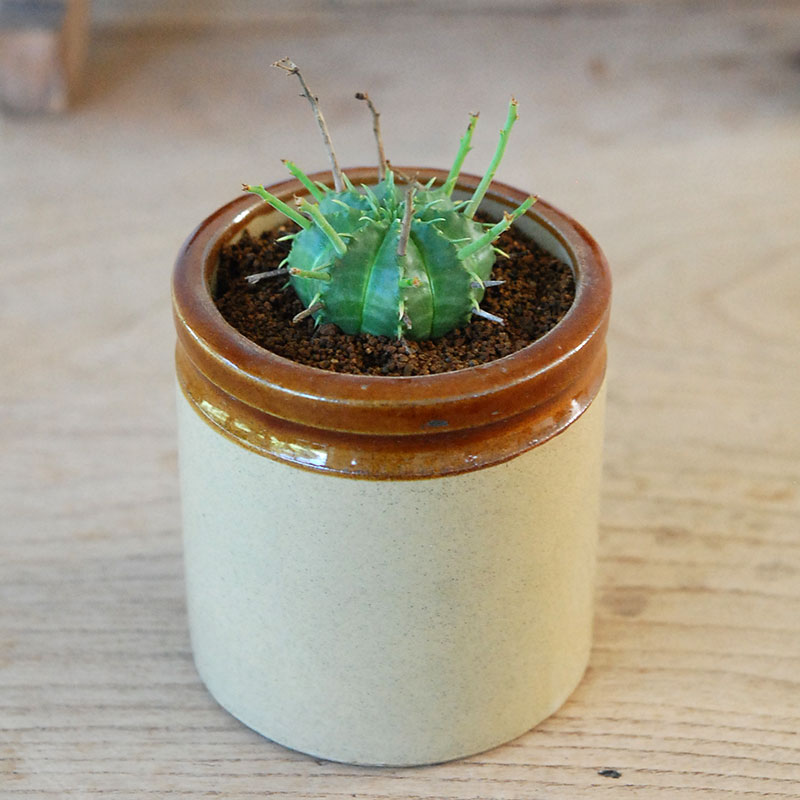 Euphorbia バリダ x antique イギリスジャー