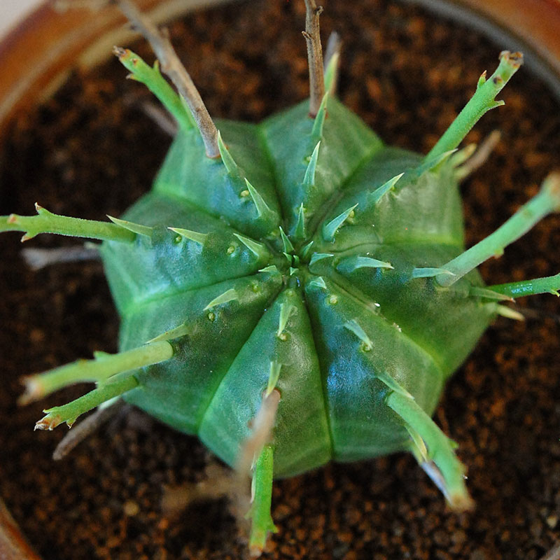 Euphorbia バリダ x antique イギリスジャー