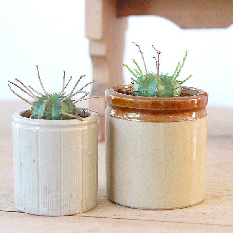 Euphorbia バリダ x antique イギリスジャー