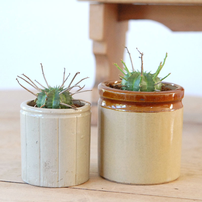 Euphorbia バリダ x antique イギリスジャー