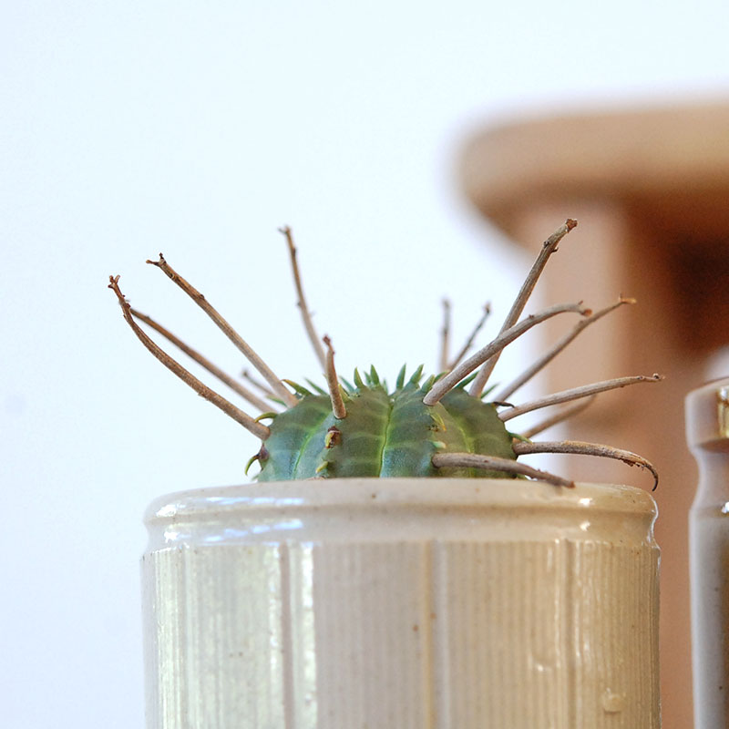 Euphorbia バリダ x antique イギリスジャー