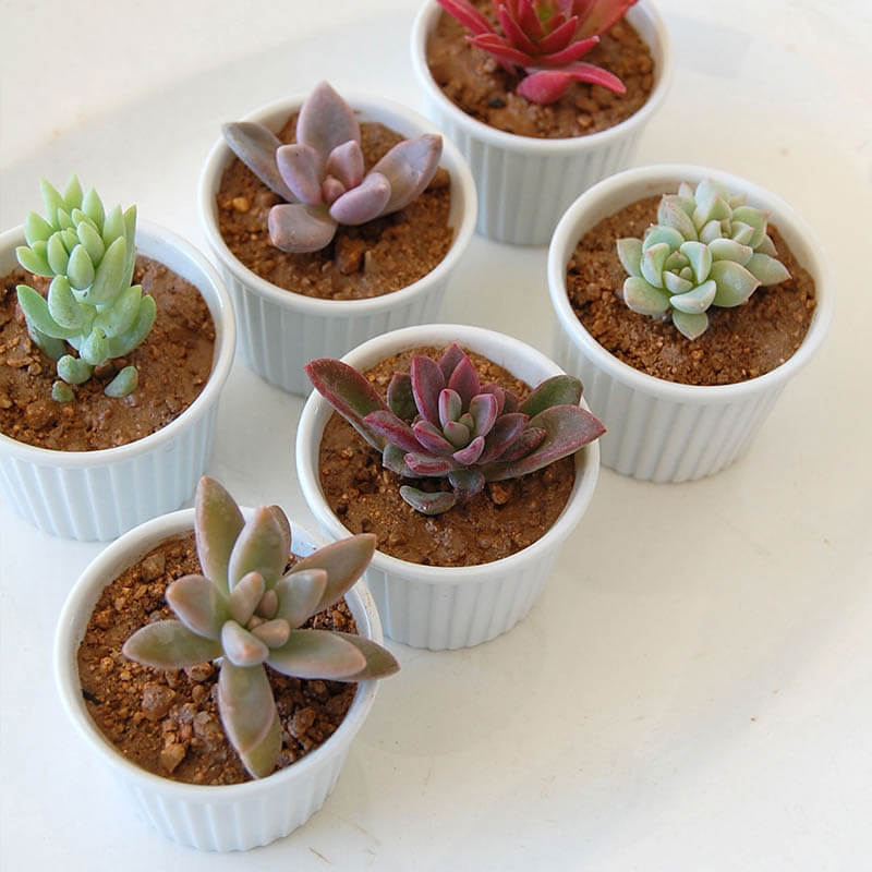 紅葉が楽しいタニク ６pots Set 多肉植物の専門店 Solxsol ソルバイソル