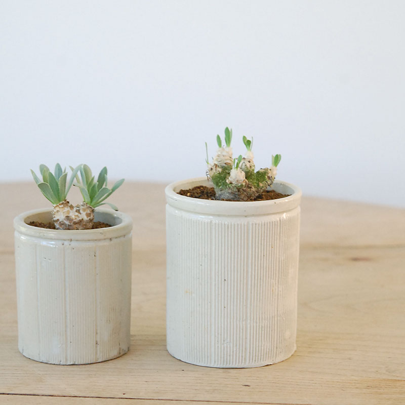 Othonna レトロルサ x antique イギリスジャー