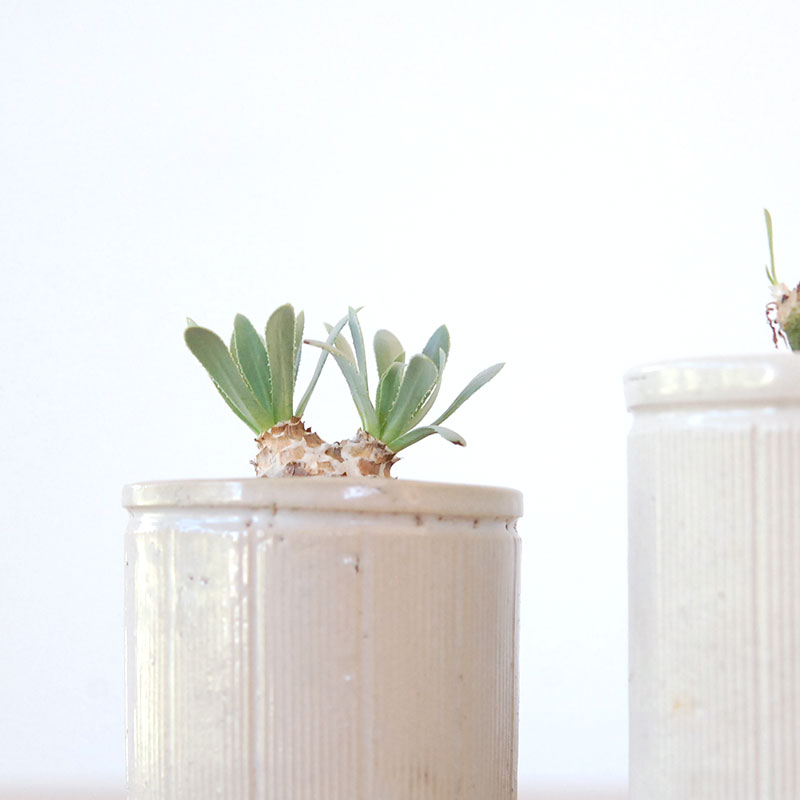 Othonna レトロルサ x antique イギリスジャー