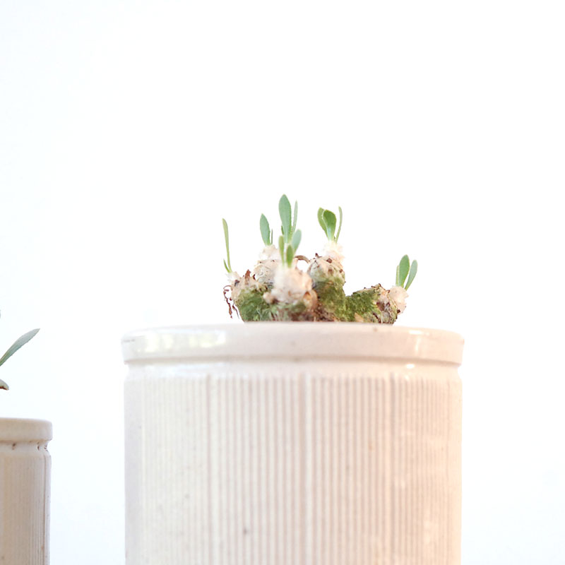 Othonna レトロルサ x antique イギリスジャー