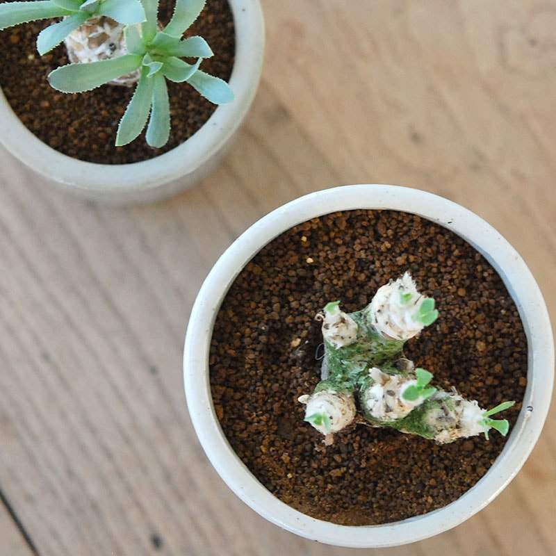 Othonna レトロルサ x antique イギリスジャー