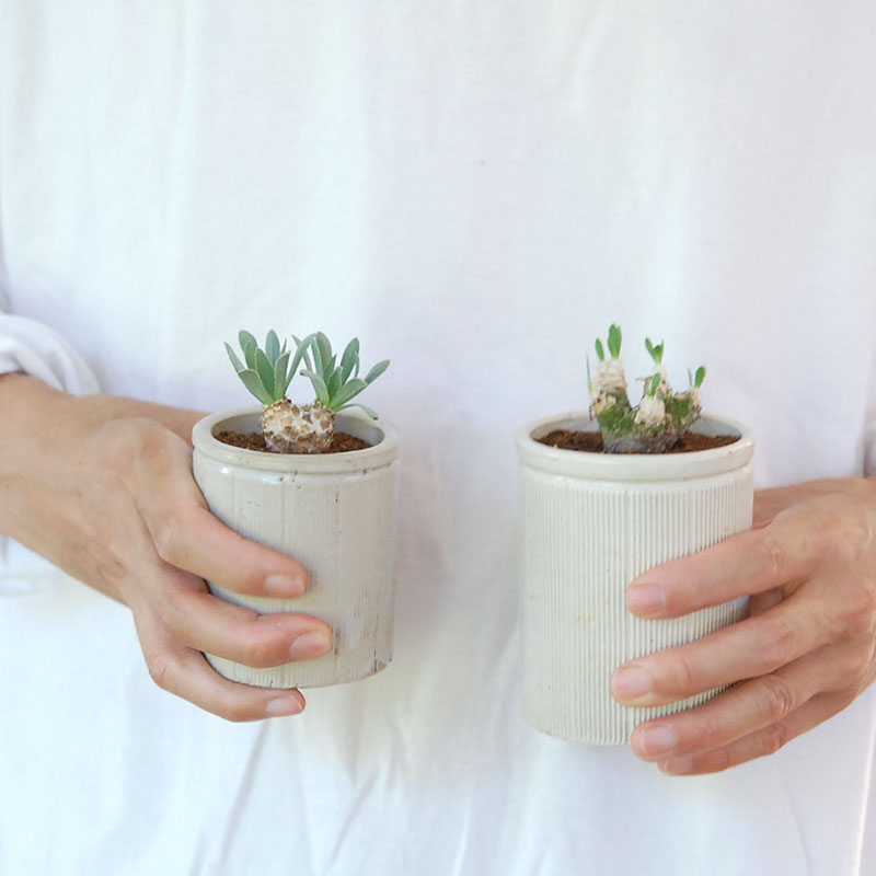 Othonna レトロルサ x antique イギリスジャー