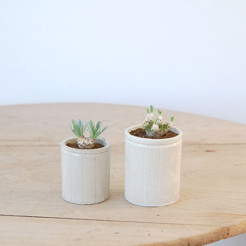 Othonna レトロルサ x antique イギリスジャー