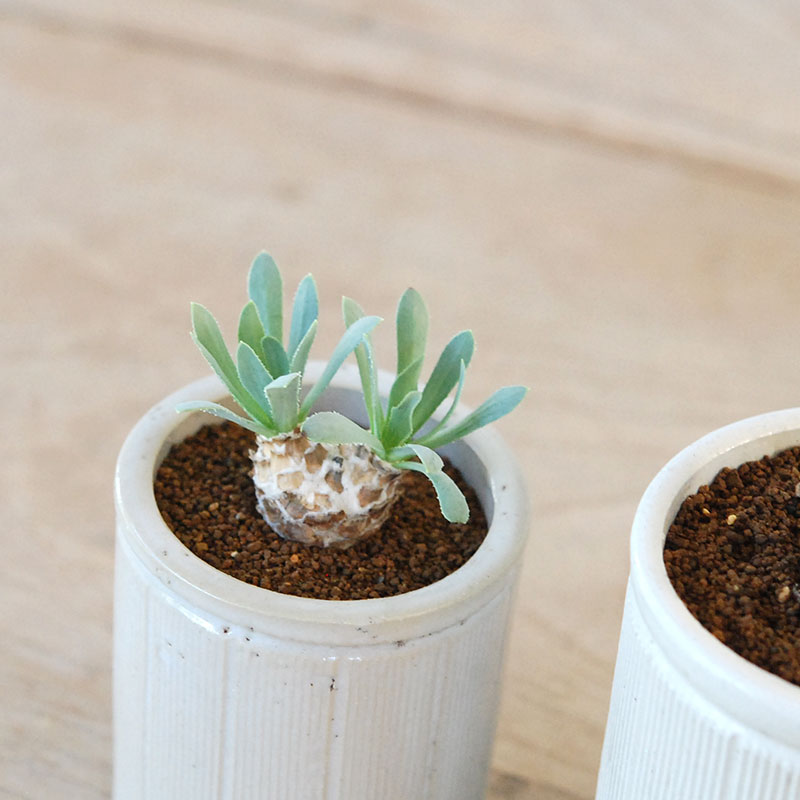 Othonna レトロルサ x antique イギリスジャー