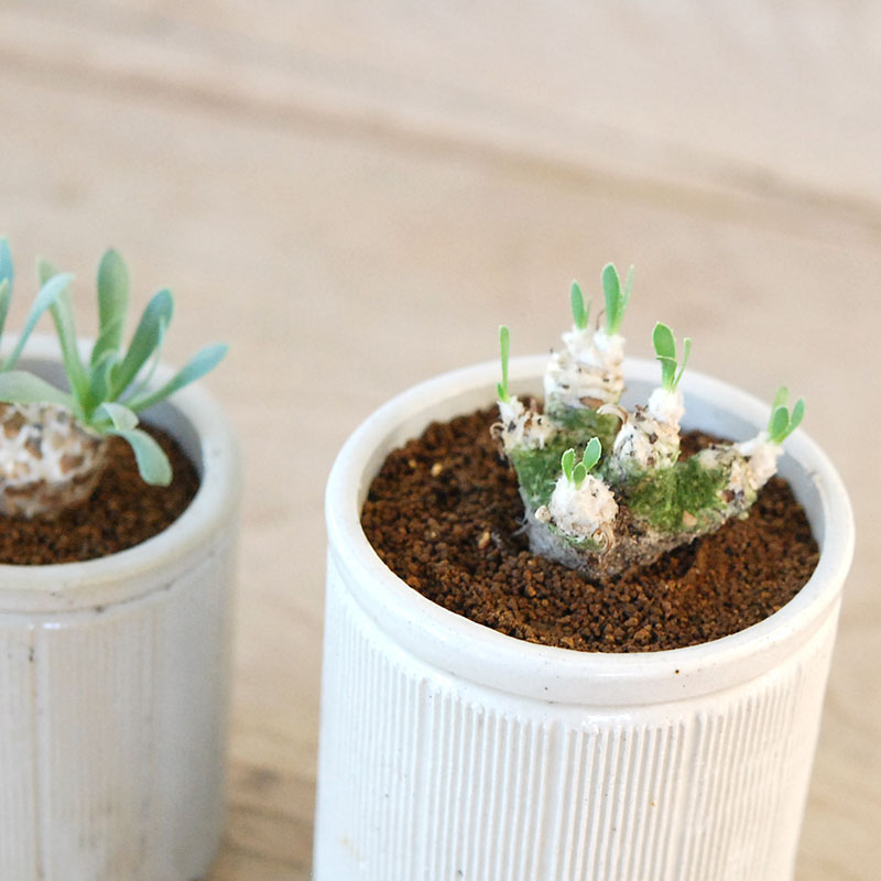 Othonna レトロルサ x antique イギリスジャー