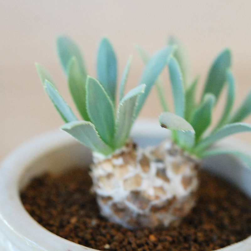 Othonna レトロルサ x antique イギリスジャー