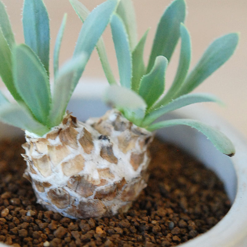 Othonna レトロルサ x antique イギリスジャー