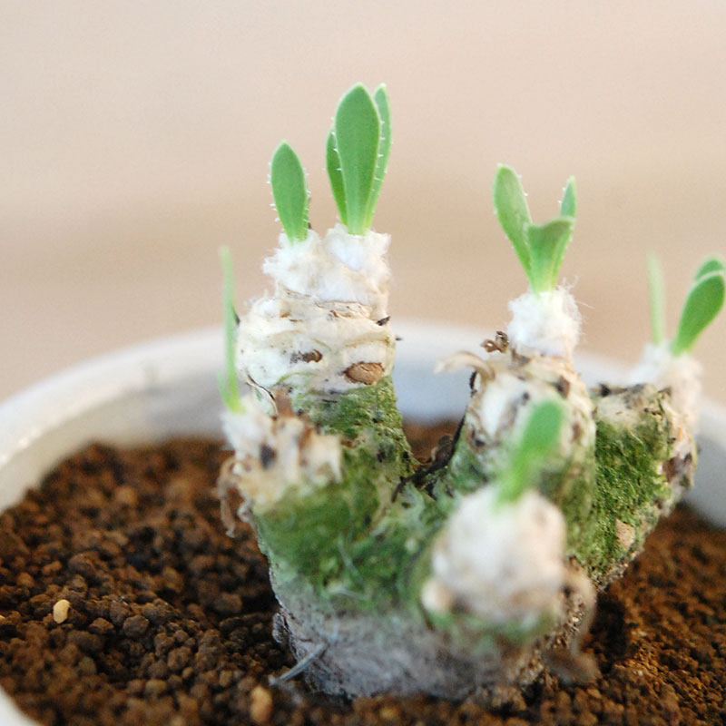 Othonna レトロルサ x antique イギリスジャー