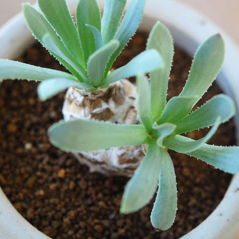 Othonna レトロルサ x antique イギリスジャー