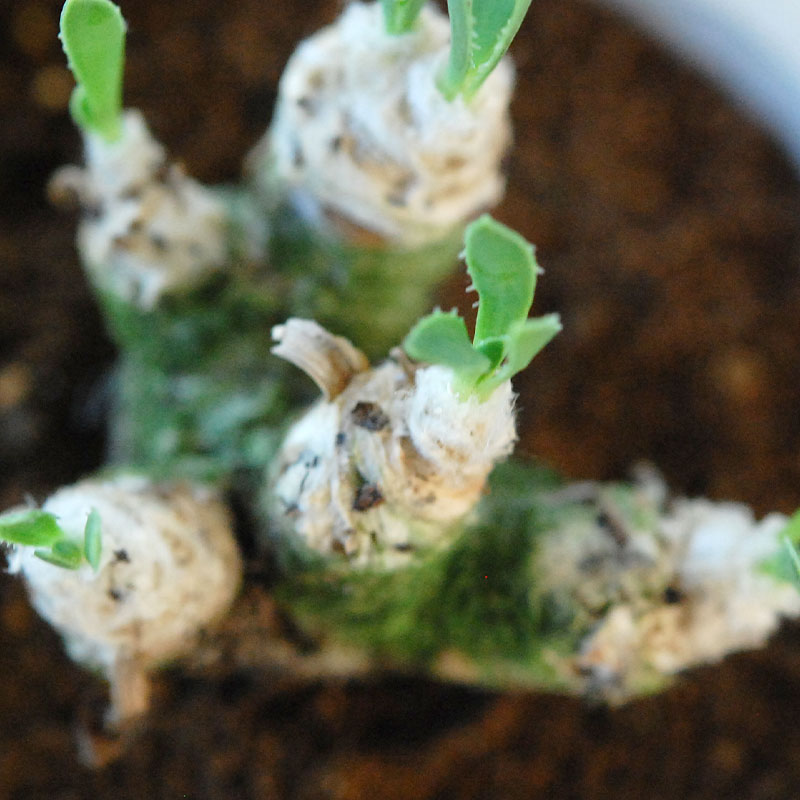 Othonna レトロルサ x antique イギリスジャー