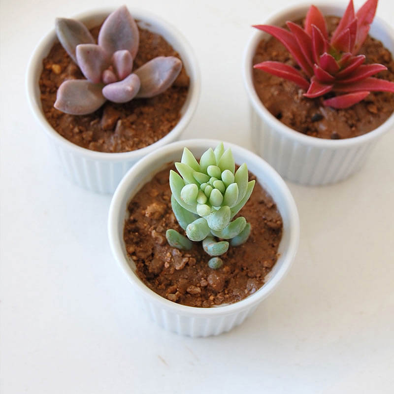 紅葉が楽しいタニク ３pots Set 多肉植物の専門店 Solxsol ソルバイソル