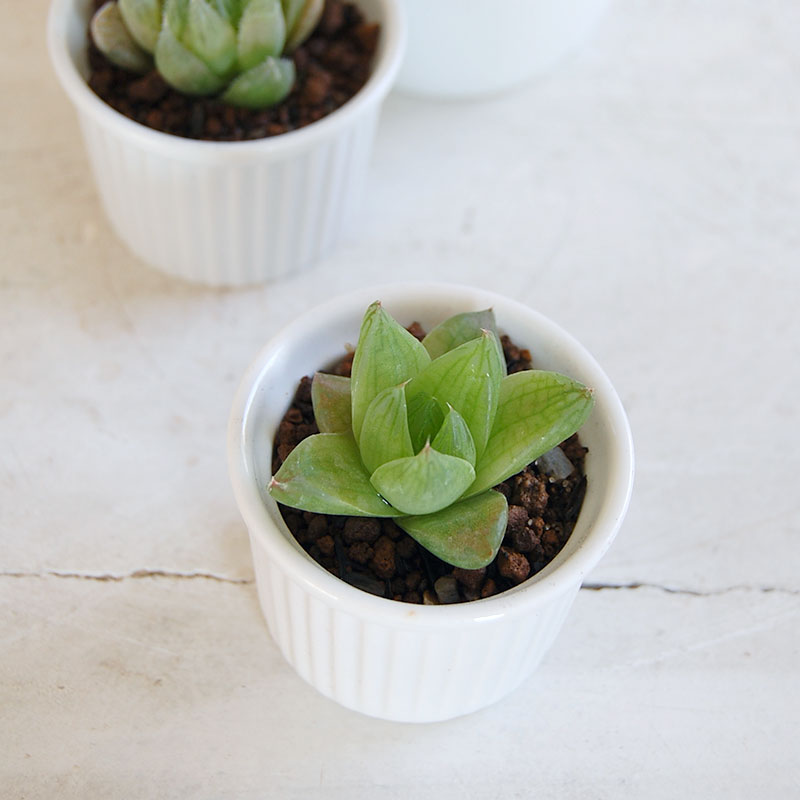 室内で育てるタニクはこれ ハオルシア３鉢セット 多肉植物の専門店 Solxsol ソルバイソル