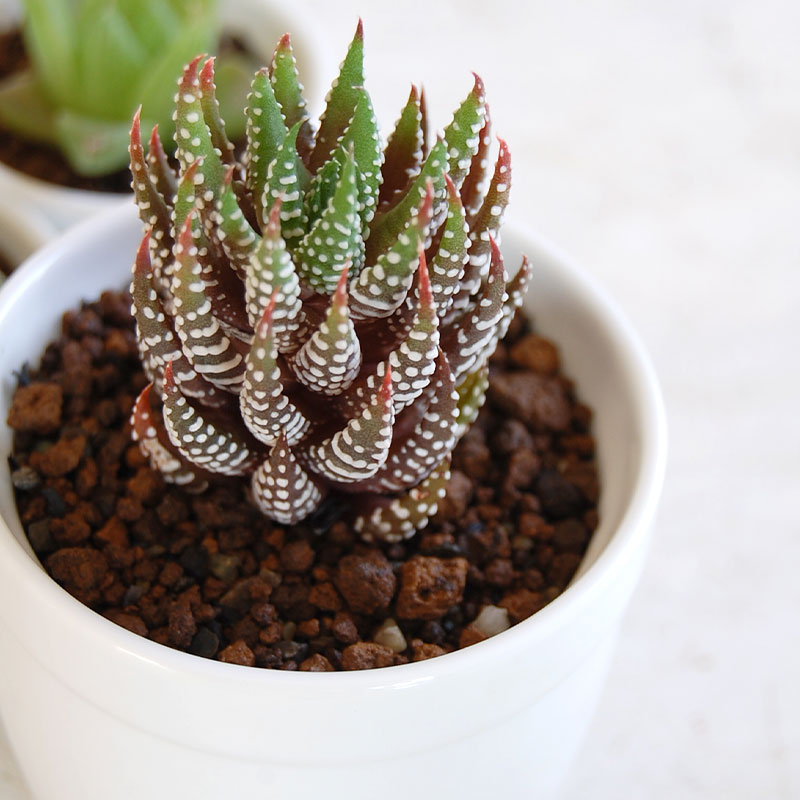 室内で育てるタニクはこれ ハオルシア３鉢セット 多肉植物の専門店 Solxsol ソルバイソル