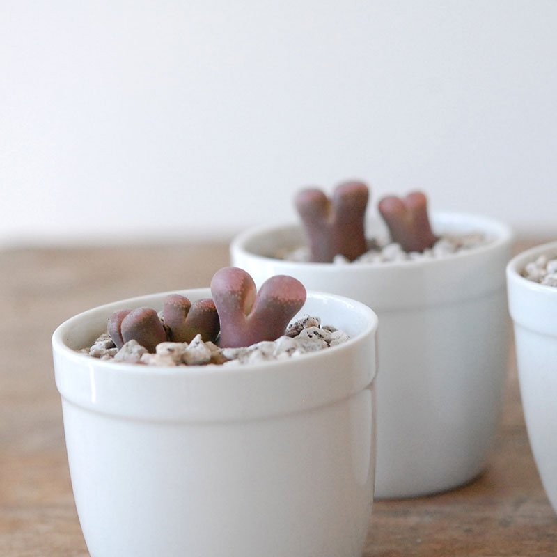 Ophthalmophyllum / 聖鈴玉