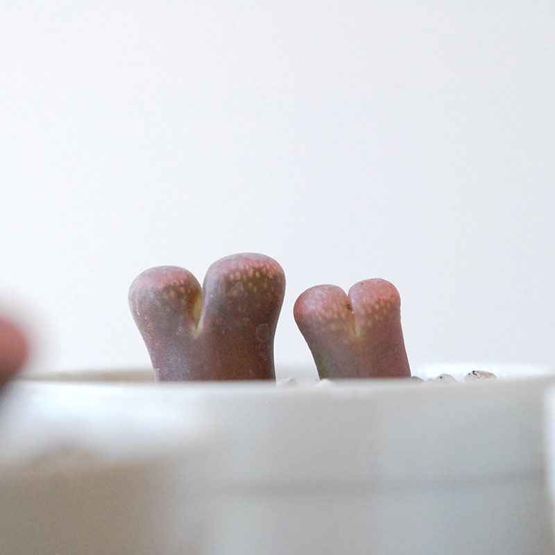 Ophthalmophyllum / 聖鈴玉