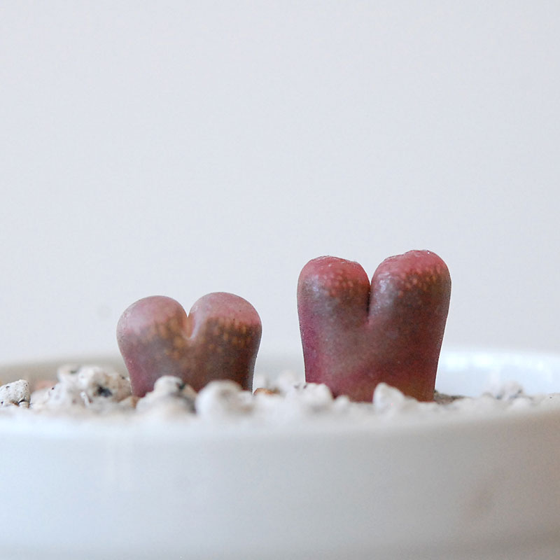 Ophthalmophyllum / 聖鈴玉