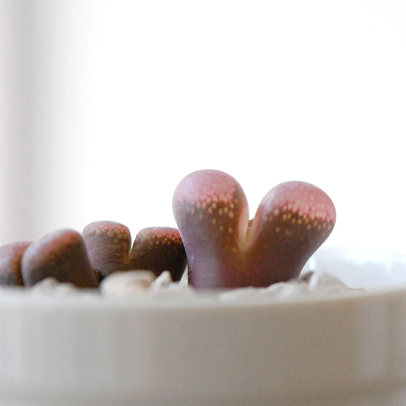 Ophthalmophyllum / 聖鈴玉