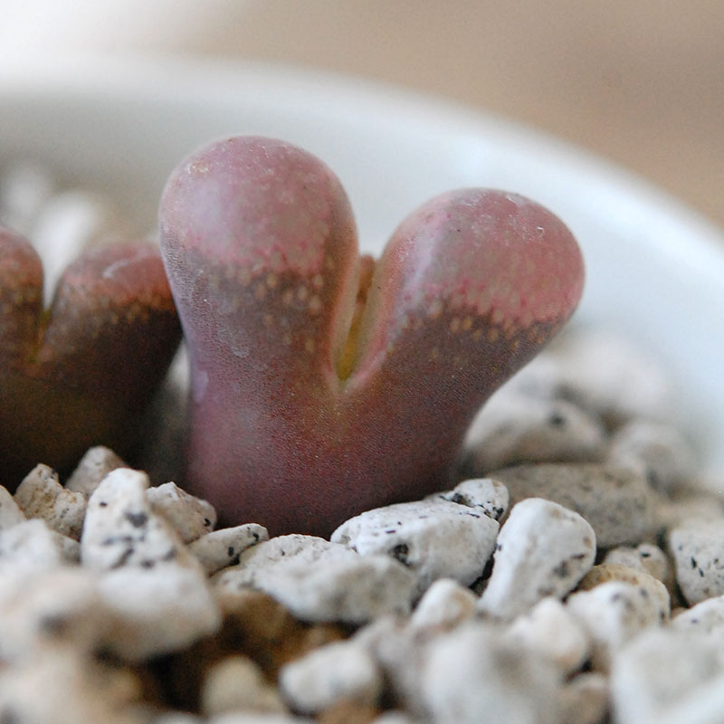 Ophthalmophyllum / 聖鈴玉