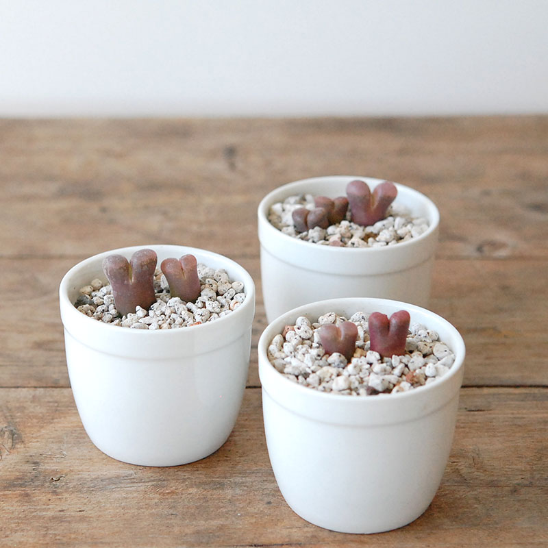 Ophthalmophyllum / 聖鈴玉