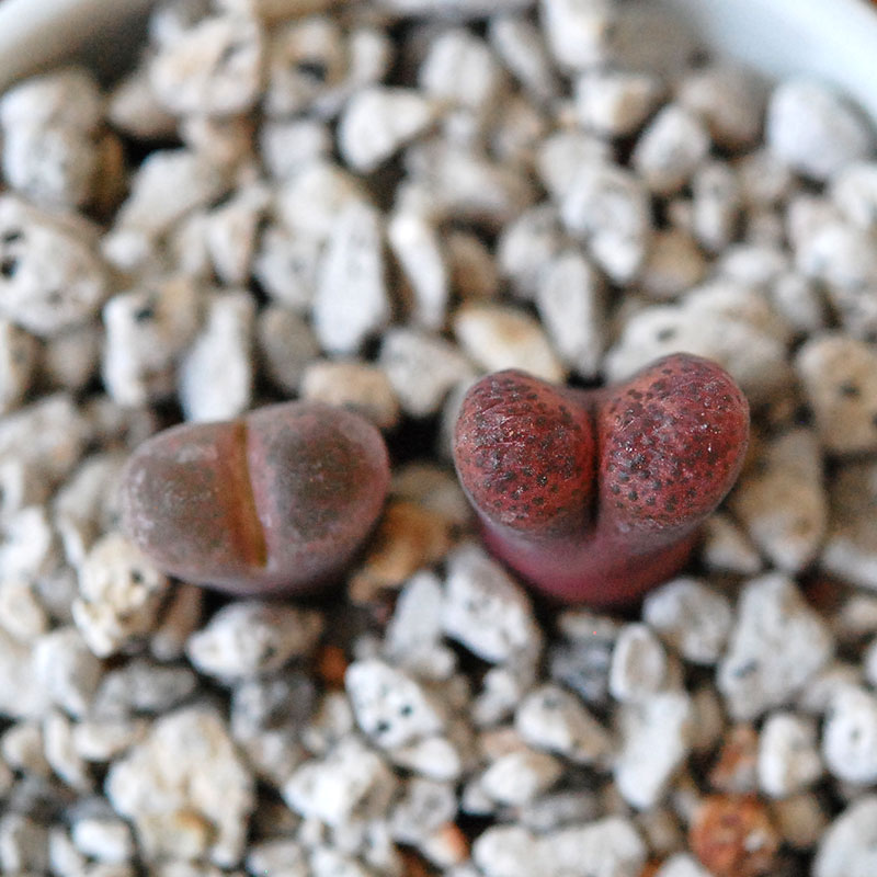 Ophthalmophyllum / 聖鈴玉