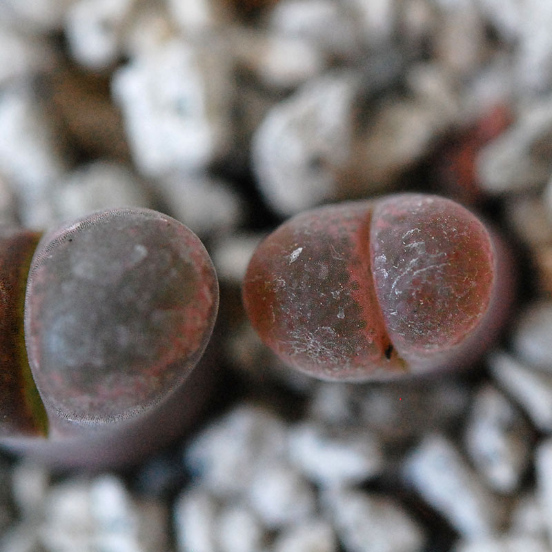 Ophthalmophyllum / 聖鈴玉