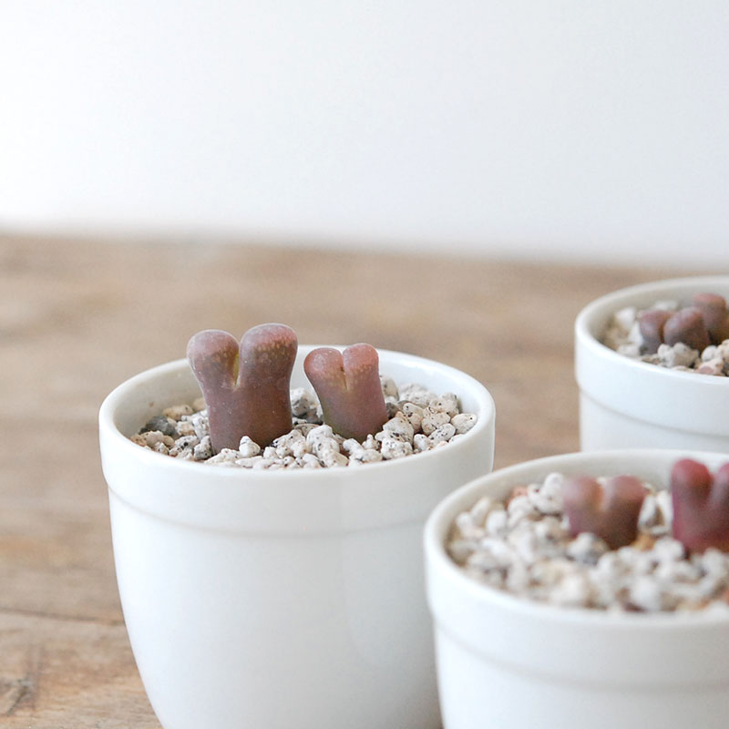 Ophthalmophyllum / 聖鈴玉