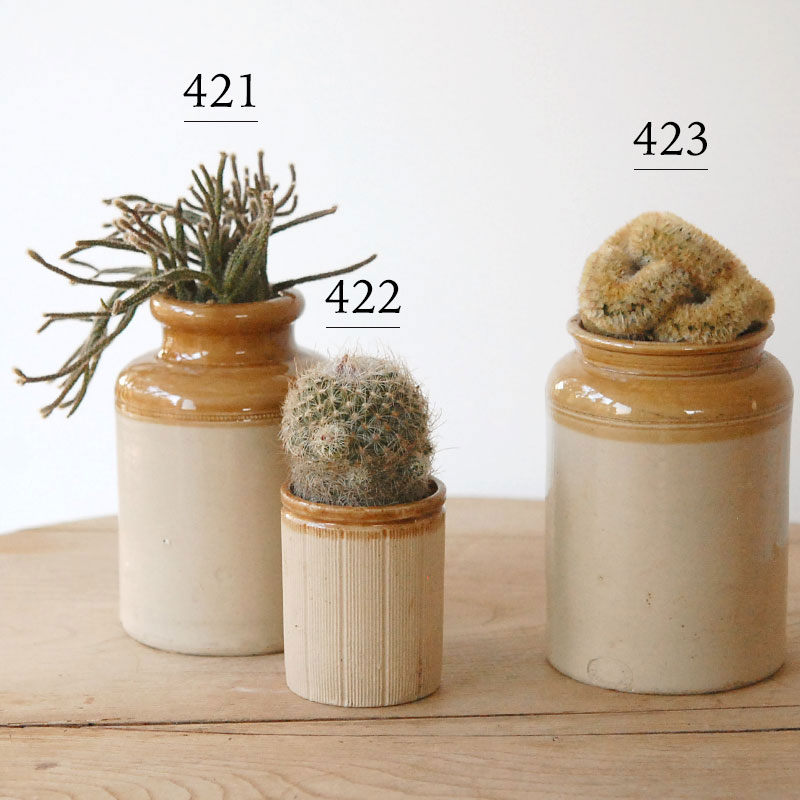 Top【選抜株】多肉植物　20098 マッチメーカー綴化35個 鉢無し/脱土 succulent x brown top antique pot | 多肉植物の専門店 solxsol