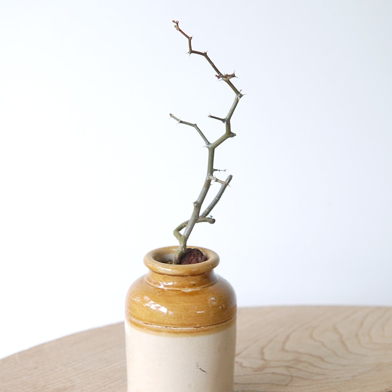 Decarya madagascariensis マダガリエンシス x antique pot