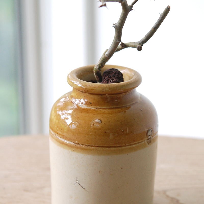 Decarya madagascariensis マダガリエンシス x antique pot