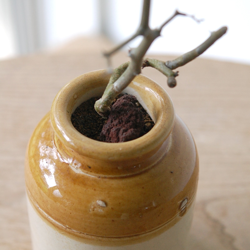 Decarya madagascariensis マダガリエンシス x antique pot