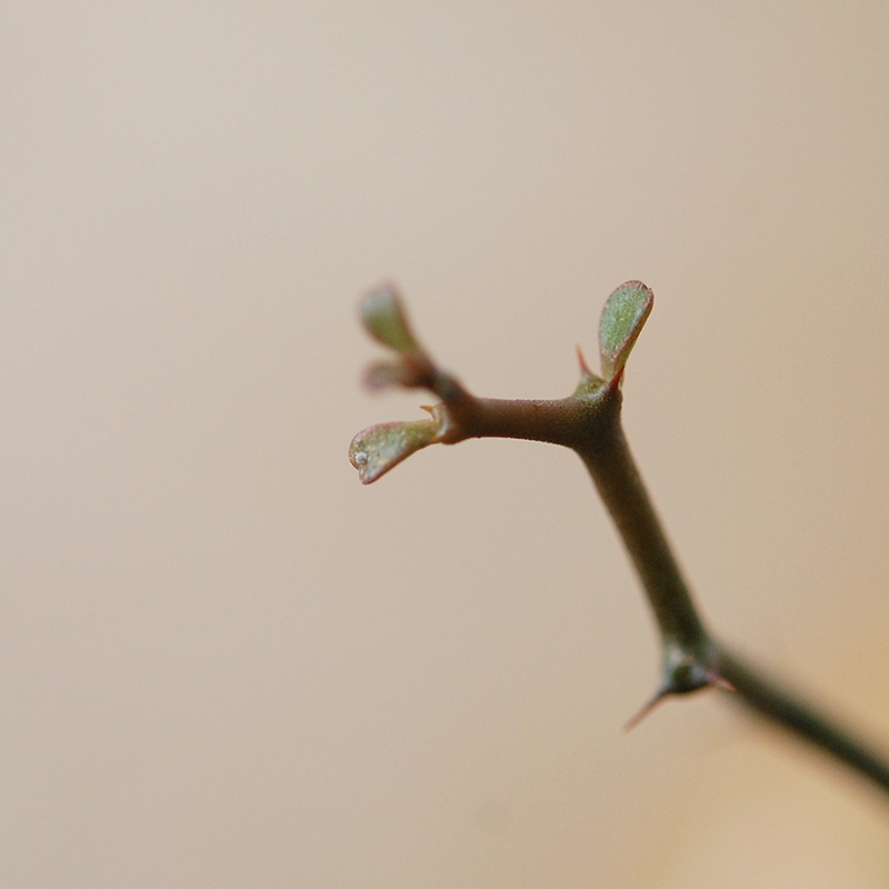Decarya madagascariensis マダガリエンシス x antique pot