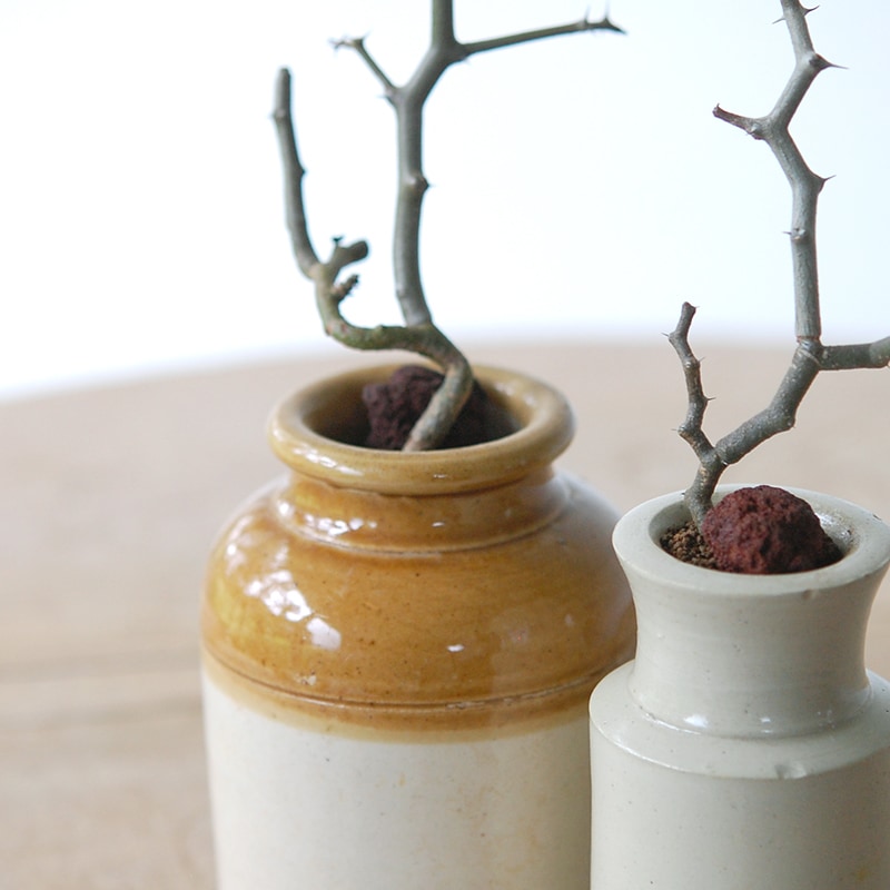 Decarya madagascariensis マダガリエンシス x antique pot