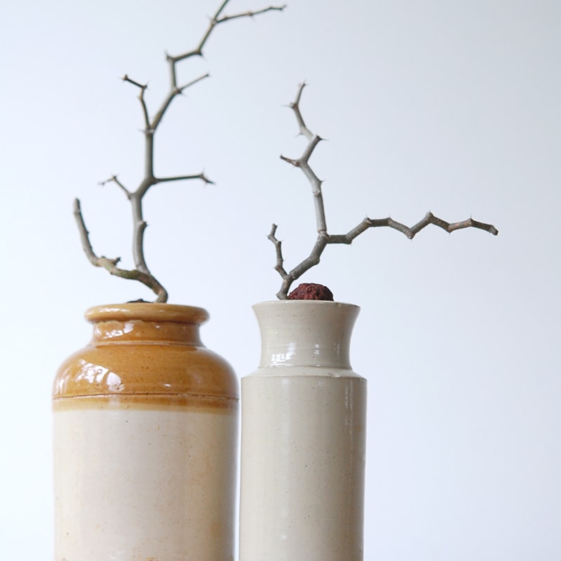 Decarya madagascariensis マダガリエンシス x antique pot
