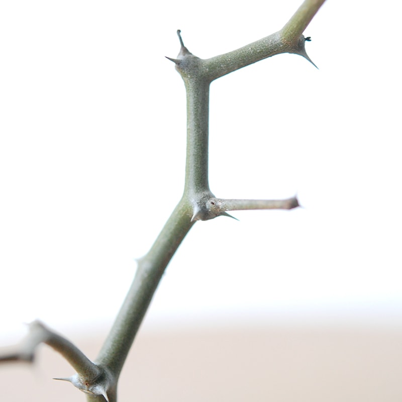 Decarya madagascariensis マダガリエンシス x antique pot