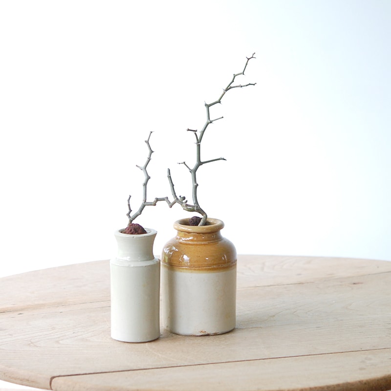 Decarya madagascariensis マダガリエンシス x antique pot
