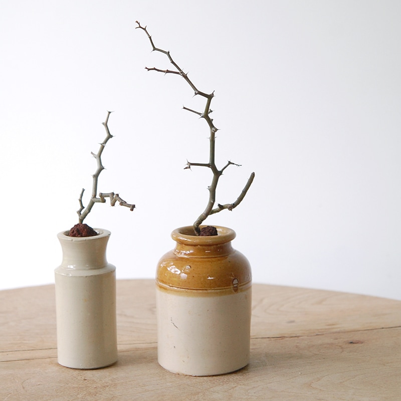 Decarya madagascariensis マダガリエンシス x antique pot