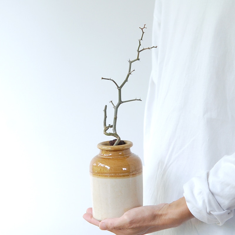 Decarya madagascariensis マダガリエンシス x antique pot